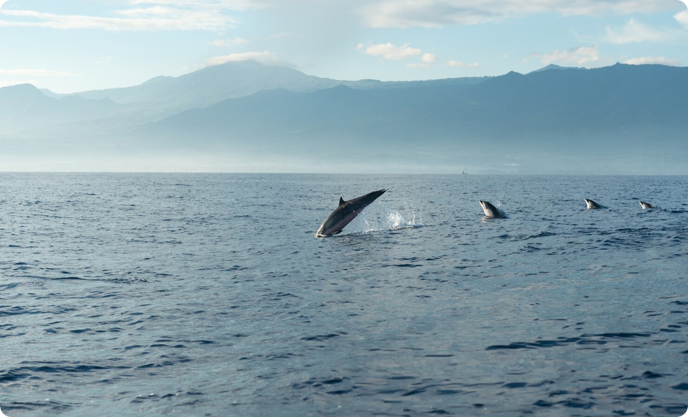 Screenshot 2026 08 21 at 12 10 19 Dolphins in pacific ocean Free Photo