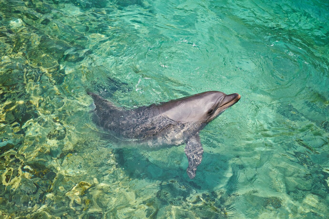 beautiful dolphin smiling blue swimming pool water clear sunny day 661209 12