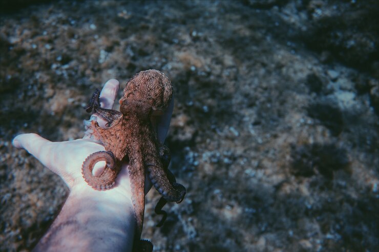 octopus palm man underwater 181624 49674