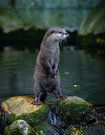 otter